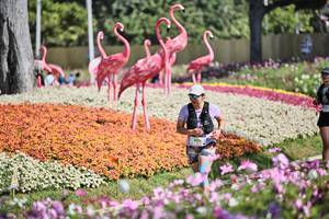 BIB: 
                            <button type="button" onclick="openModal(27793183)" class="btn btn-primary btn-sm float-right btn-popup" data-toggle="modal" data-target=".modal-high-quality">
                        <i class="fas fa-shopping-cart"></i> Add to Cart
                    </button>
                                            <button type="button" onclick="isThisMe(27793183, true)" class="btn btn-success btn-sm float-right btn-popup btn-isme hidden" data-toggle="tooltip" data-placement="bottom" title="นี่คือรูปของคุณใช่ไหม คลิกที่นี่เพื่อเอาเข้าอัลบั้ม">
                        <i class="fas fa-plus"></i> Add to album
                    </button>
                    <button type="button" onclick="isThisMe(27793183, false)" class="btn btn-warning btn-sm float-right btn-popup btn-isnotme hidden">
                        <i class="fas fa-ban"></i> Remove from album
                    </button>